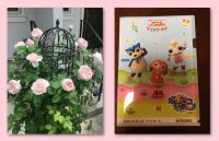 スタジオ玄関のイングリッシュ・ローズ３姉妹のトップバッター、セント・スウィザン様が開花し、あたりにミルラの香りを放っております。 本日、門下卒業生の小野あつこさん（あつこおねえさん）が出演される「おかあさんといっしょ　ファミリーコンサート」を聴きに、NHKホールに行ってまいりました。トルコ行進曲2017のような難曲を見事な滑舌で歌いきるなど、この１年間で一段と進化されていて、感無量でした！！ 