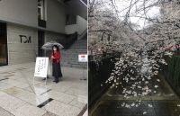 今日は東京音大中目黒・代官山キャンパスで「春のオープンキャンパス」でした。今回の目玉は「学生ガイドによるキャンパス見学」。三つの小グループに分かれて、学生ガイドと共にキャンパス内を見て頂くという企画でした。私は、受験生の皆さんにオペラ実習を見て頂く企画と、受験生との交流座談会の司会などを務めさせて頂きました。２枚目の写真は、中目黒駅からキャンパスに向かう途中の目黒川。小雨が降っていたからでしょうか、例年に比べると人出も少なく、満開の桜を楽しむことが出来ました。